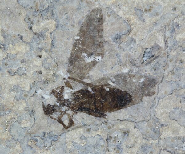 Fossil March Fly (Plecia) - Green River Formation #47172